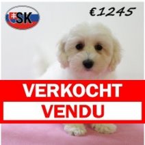 Maltipoo F 180625 (HU3922) 141025 Verkocht - Vendu.jpg