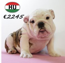 Engelse Bulldog 300625 F (HU3397) 151025.JPG