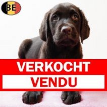 Labrador 100925 F(BE4503) 141125 Verkocht - Vendu.jpg