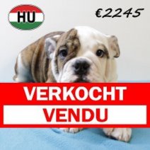 Engelse Bulldog 300625 M (HU3396) 151025 Verkocht - Vendu.jpg
