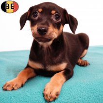 Pinscher 210925 M(BE0841) 161125.jpg