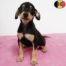 Pinscher 210925 F(BE0872) 161125.jpg