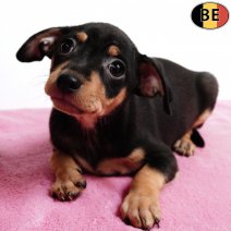 Pinscher 210925 F(BE0876) 161125.jpg