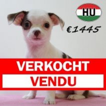 Chihuahua 250625 F (HU7300) 151025 Verkocht - Vendu.jpg