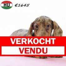 Teckel 030725 F(HU2940) 271025 Verkocht - Vendu.jpg
