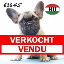 Franse Bulldog 260625 M (HU3421) 151025 Verkocht - Vendu.jpg
