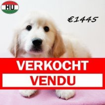 Golden Retriever 140725 F(HU3736) 121125 Verkocht - Vendu.jpg