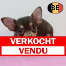 Chihuahua 210825 F (BE5267) 241025 Verkocht - Vendu.jpg