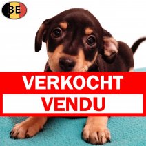 Pinscher 210925 M(BE0875) 161125 verkocht - vendu.jpg