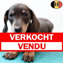 Teckel Korthaar 030925 M(BE4879) 081125 verkocht - vendu.jpg