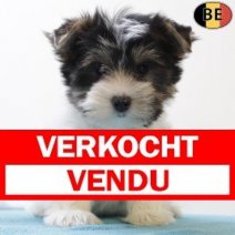 Biewer Yorkshire 220825 M(BE0856) 271025 Verkocht - Vendu.jpg