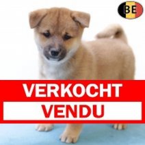 Shiba Inu 290825 M(BE0816) 271025 Verkocht - Vendu.jpg