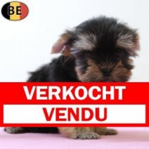 Yorkshire Terrier 160825 F(BE0868) 271025 Verkocht - Vendu.jpg