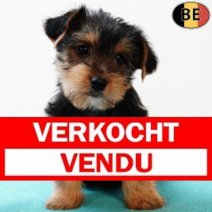 Yorkshire Terrier 250825 M(BE0908) 291025 Verkocht - Vendu.jpg