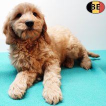 Cockapoo 010925 M(BE1134) 141125.jpg