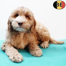 Cockapoo 010925 M(BE1096) 141125.jpg