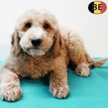 Cockapoo 010925 M(BE1241) 141125.jpg