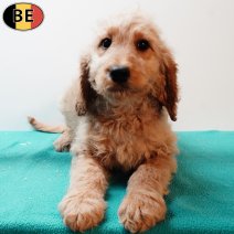 X Cockapoo 010925 M(BE1130) 141125.jpg