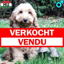 Cockapoo 260625 M(HU7329) 101125 verkocht - vendu.jpg