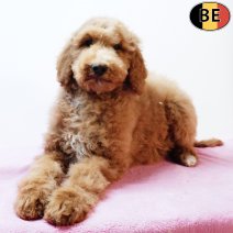 Koningspoedel 140825 F(BE1070) 161125.jpg