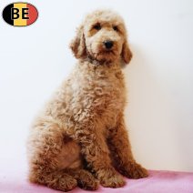 Koningspoedel 140825 F(BE1141) 161125.jpg