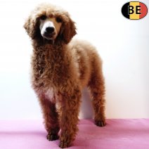 Koningspoedel 140825 F(BE1069) 161125.jpg