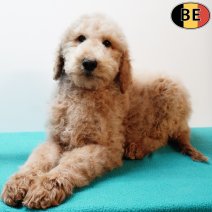 Koningspoedel 140825 M(BE1074) 161125.jpg