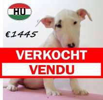 Bull terrier 300625 M (HU7316) 151025 verkocht - vendu.jpg