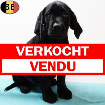 Labrador 100925 M(BE5284) 141125 verkocht - vendu.jpg