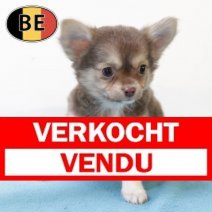 Chihuahua 200825 M (BE4056) 241025 Verkocht - Vendu.jpg