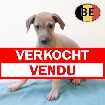Italiaanse Windhond 250825 M (BE4540) 241025 verkocht - vendu.jpg