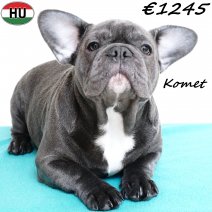 Franse Bulldog Komet 190525 M(HU3342) 191125.jpg