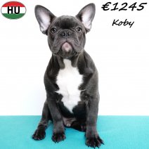 Franse Bulldog Koby 190525 M(HU3341) 191125.jpg