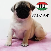 Mops 010825 F (HU7389) 191125.JPG