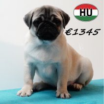 Mops 010825 M (HU7385) 191125.JPG