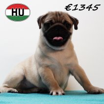 Mops 010825 M (HU7386) 191125.JPG