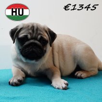 Mops 010825 M (HU7387) 191125.JPG