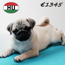 Mops 010825 M(HU7388) 191125.JPG