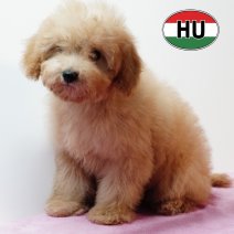 Poedel 020825 F (HU7230) 191125.JPG