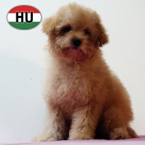 Poedel 020825 F (HU7231) 191125.JPG