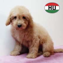 Poedel 020825 F (HU7232) 191125.JPG