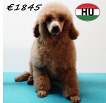 Poedel 020825M (HU7391) 191125.JPG