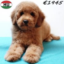 Poedel 020825 M(HU7392) 191125.jpg