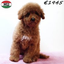 Poedel 020825 F(HU7393) 191125.jpg