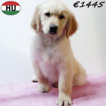 Golden Retriever 310725 F(HU7237) 191125.jpg