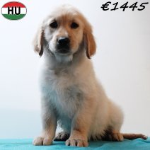 Golden Retriever 310725 M(HU7236) 191125.jpg