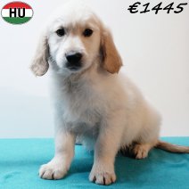 Golden Retriever 310725 M(HU7233) 191125.jpg