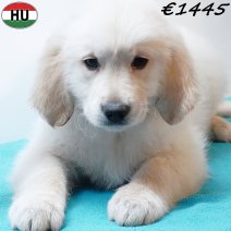 Golden Retriever 310725 M(HU7238) 191125.jpg