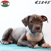 Amerikaanse Staffordshire Terrier 300725 M(HU7162) 191125.jpg