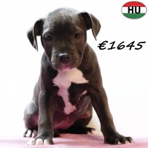 Amerikaanse Staffordshire Terrier 300725 F(HU7164) 191125.jpg